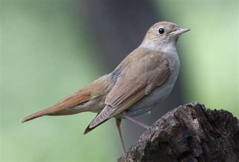 死 鳥|サヨナキドリ (さよなきどり)とは【ピクシブ百科事典】